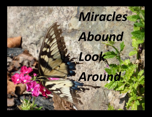 miracles-abound
