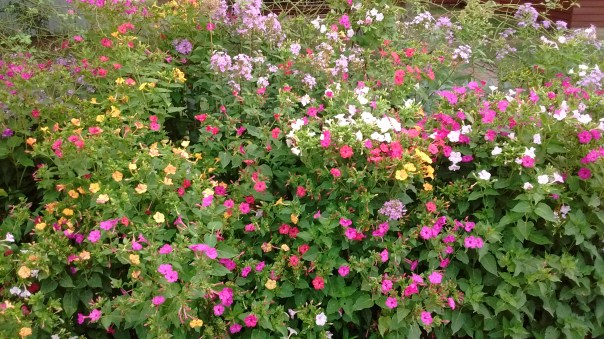 IMG_20170724_064111834